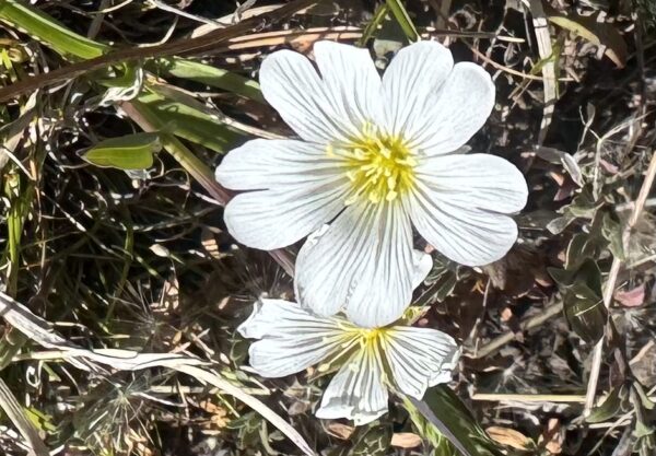 On The Road - TKH - Patagonia-los animales y plantas 5