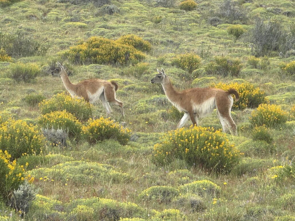 On The Road - TKH - Patagonia-los animales y plantas 7