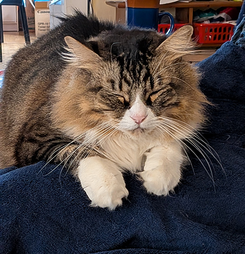 Odo tramping on the housemate