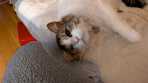 Hime, being adorable