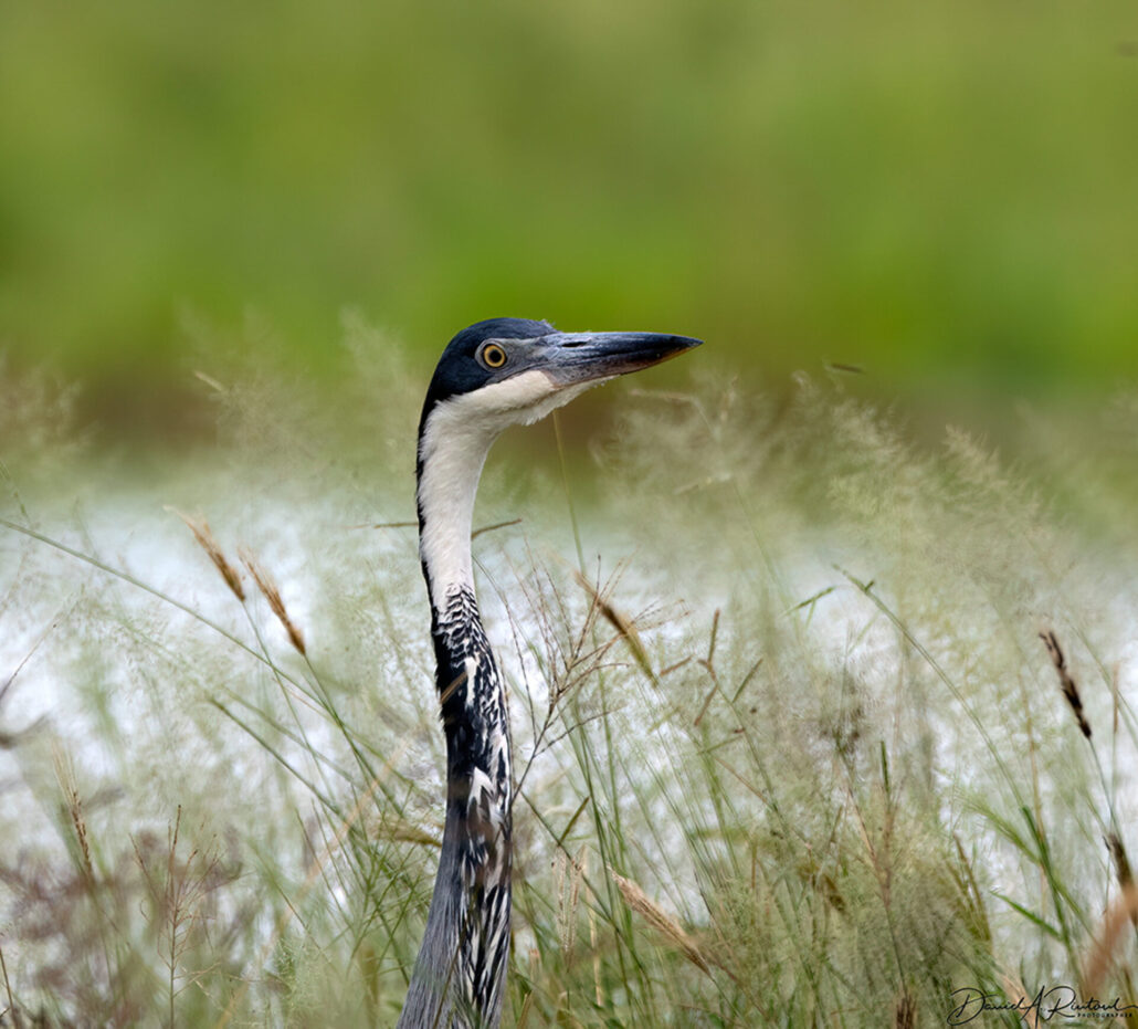 On The Road - Albatrossity - Herons and Egrets 6