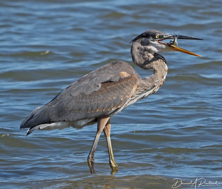 On The Road - Albatrossity - Herons and Egrets 9