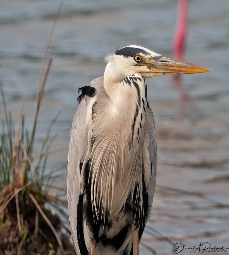 On The Road - Albatrossity - Herons and Egrets 8