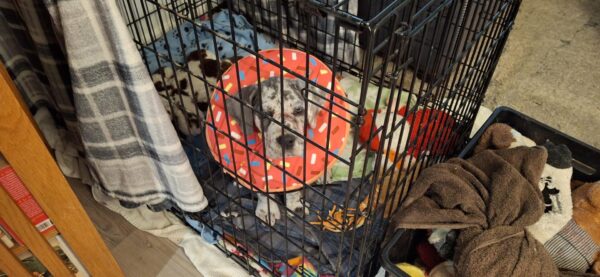 Great Dane puppy in a pink donut collar in her crate