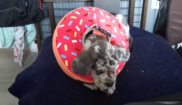 Great Dane puppy sleeping sitting up in a pink donut collar