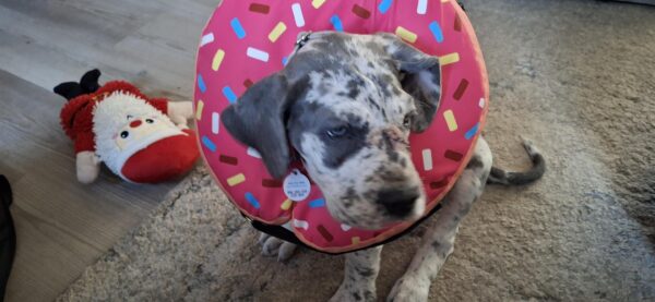 Great Dane Puppy in a pink donut exploring 