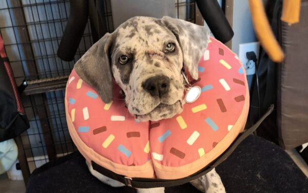 Great Dane puppy in a pink donut collar