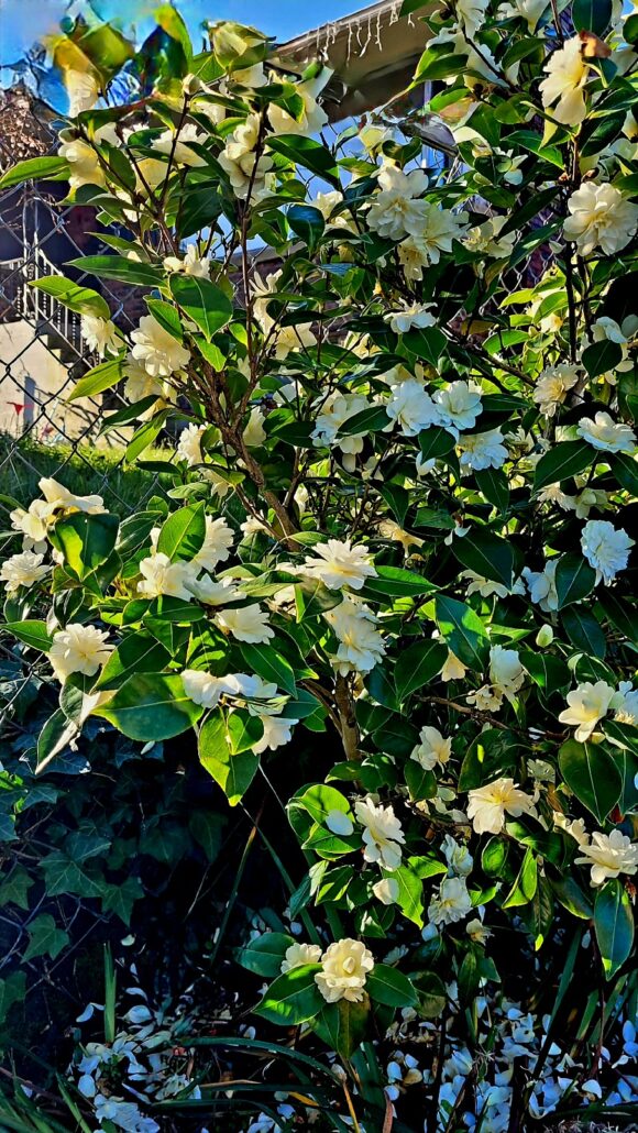 Sunday Morning Garden Chat: 33