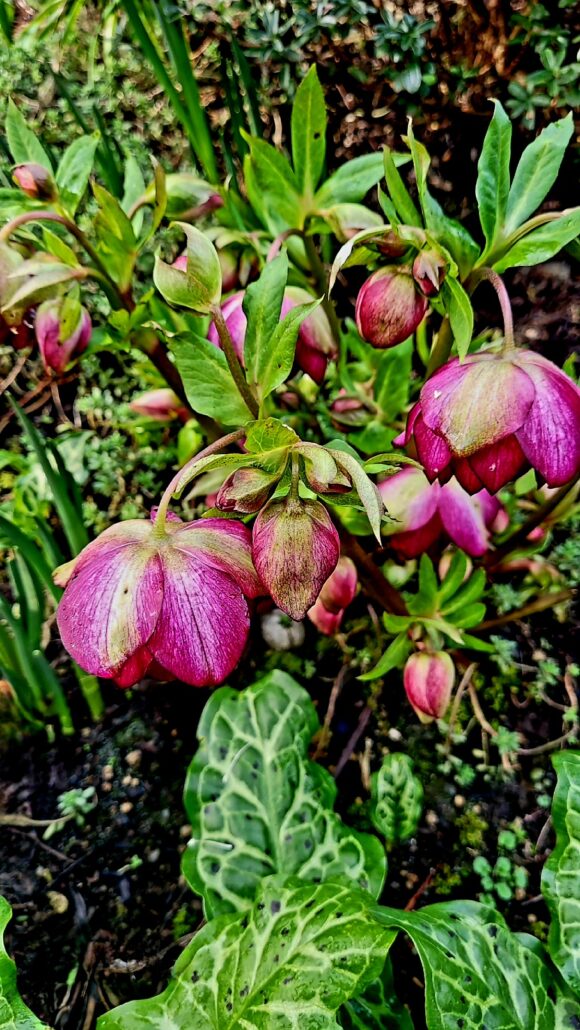 Sunday Morning Garden Chat: 34