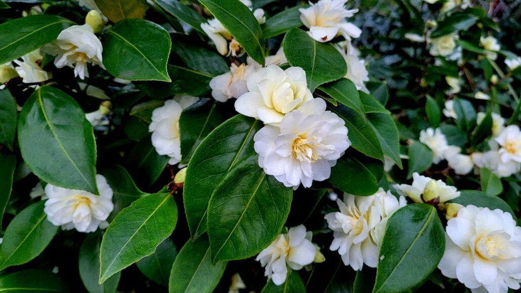 Sunday Morning Garden Chat: More Garden Successes in the PNW