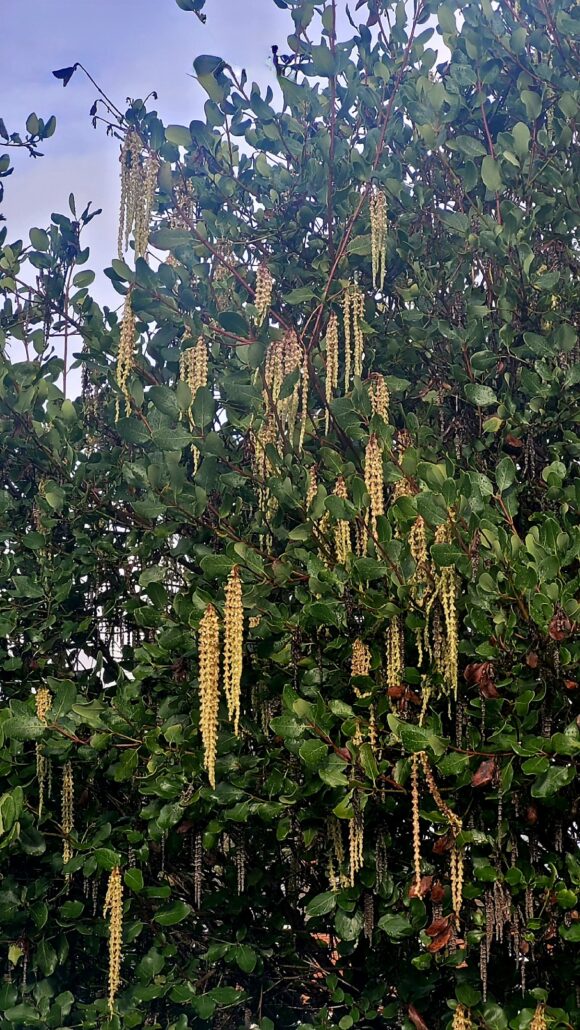 Sunday Morning Garden Chat: More Garden Successes in the PNW 1