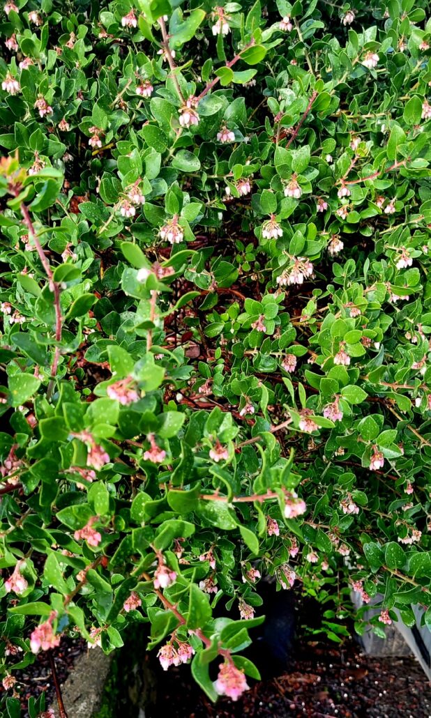 Sunday Morning Garden Chat: More Garden Successes in the PNW 2