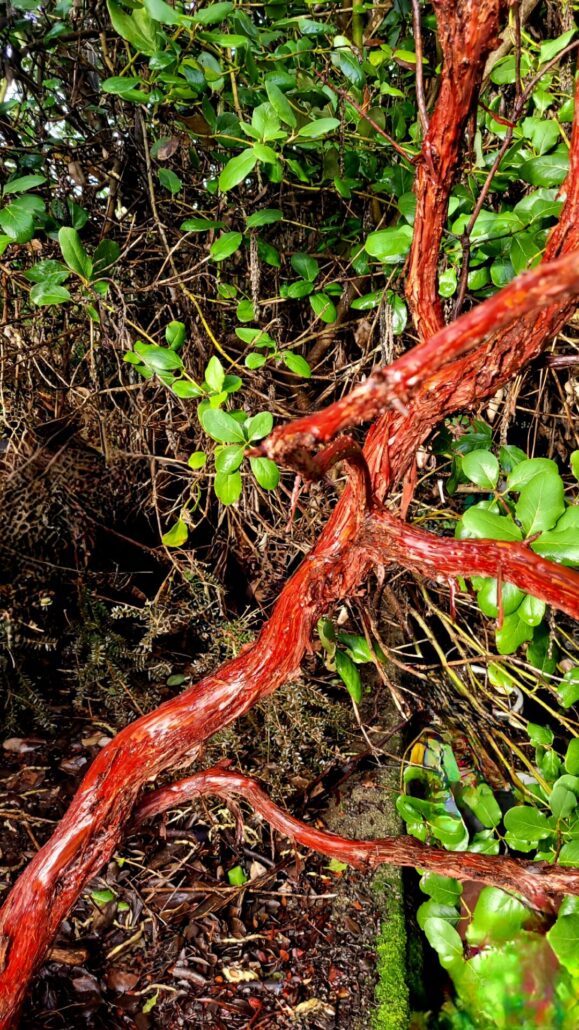 Sunday Morning Garden Chat: More Garden Successes in the PNW 3