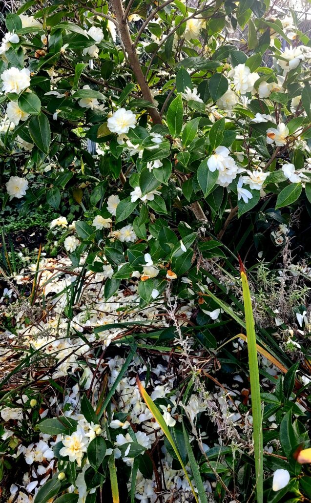 Sunday Morning Garden Chat: Seattle Garden in A Mild January 1