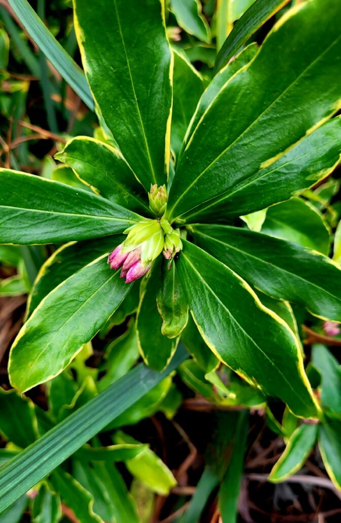 Sunday Morning Garden Chat: Seattle Garden in A Mild January 3