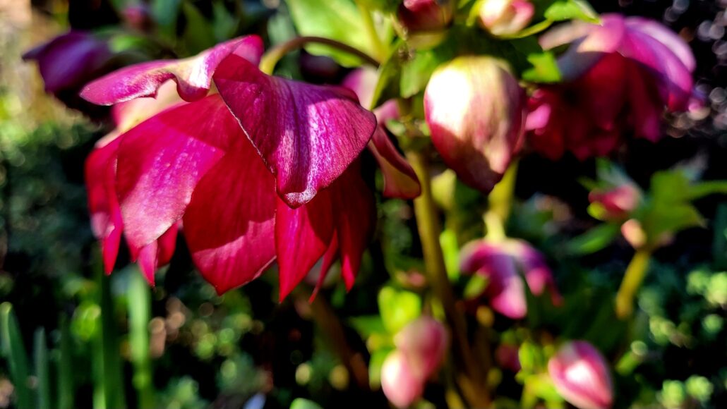 Sunday Morning Garden Chat: Seattle Garden in A Mild January 4