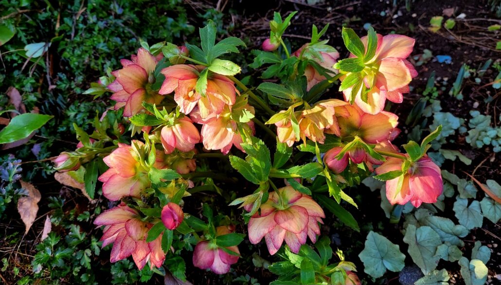 Sunday Morning Garden Chat: Seattle Garden in A Mild January 5