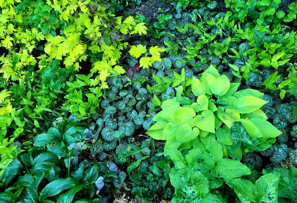 Sunday Morning Garden Chat: Seattle Garden in A Mild January 6