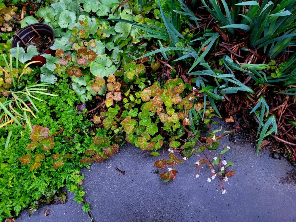 Sunday Morning Garden Chat: Seattle Garden in A Mild January 7