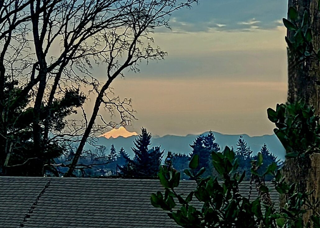 Sunday Morning Garden Chat: Seattle Garden in A Mild January 8