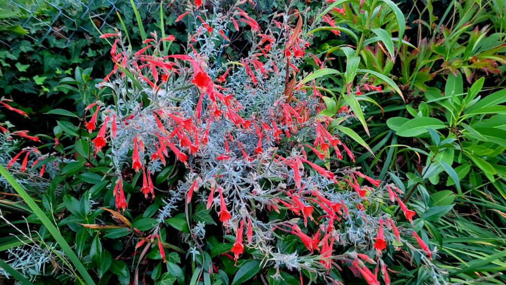 Sunday Morning Garden Chat:  Successes in the Pacific Northwest 1