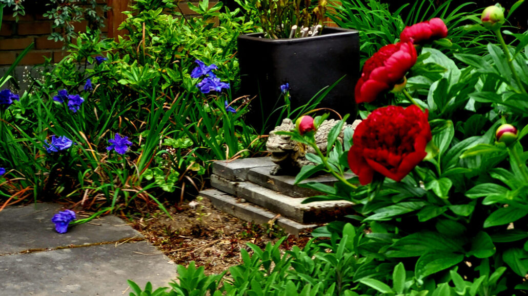 Sunday Morning Garden Chat:  Successes in the Pacific Northwest 2