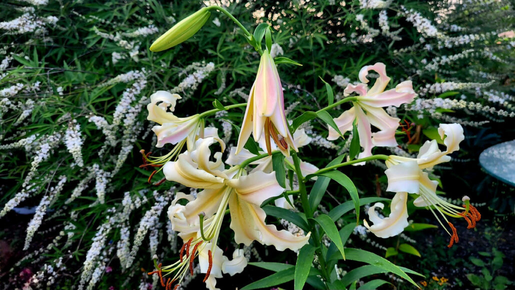 Sunday Morning Garden Chat:  Successes in the Pacific Northwest 3