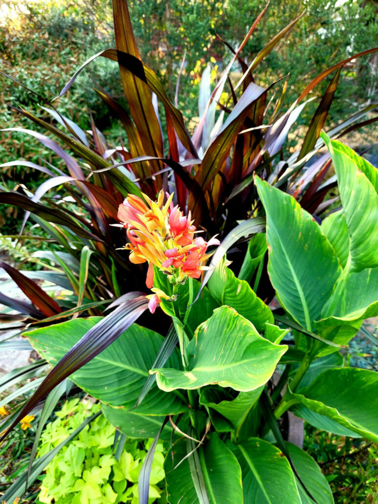 Sunday Morning Garden Chat:  Successes in the Pacific Northwest 6