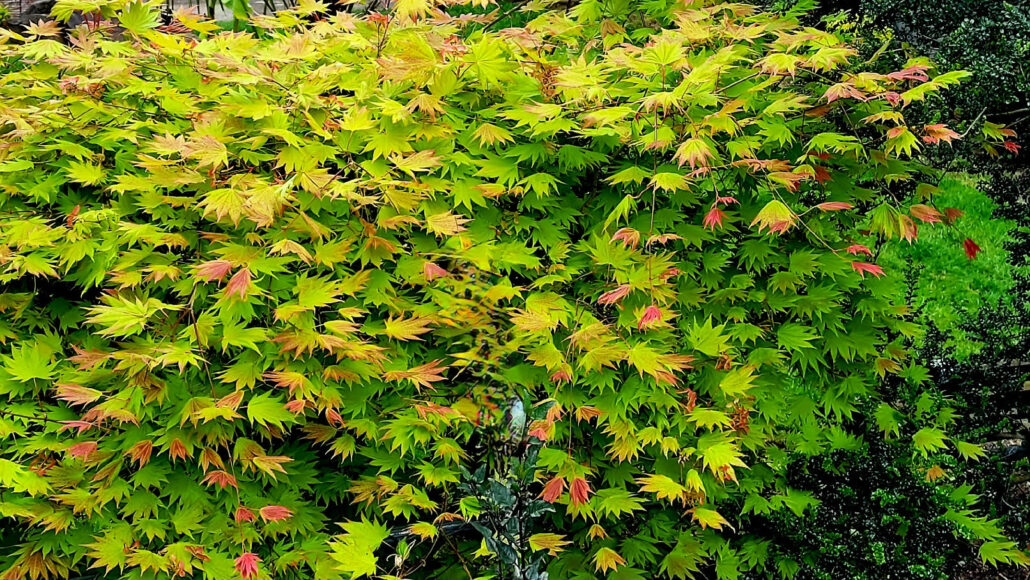 Sunday Morning Garden Chat:  Successes in the Pacific Northwest 7