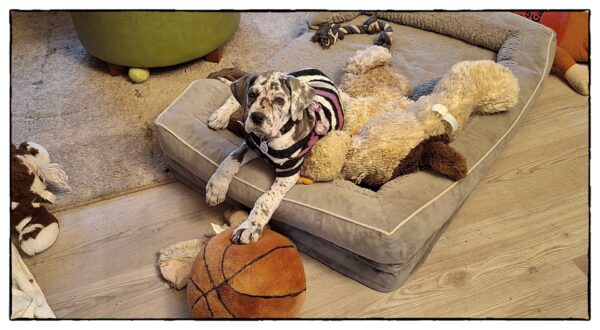 Great Dane puppy on a dog bed with a stuffed basketball