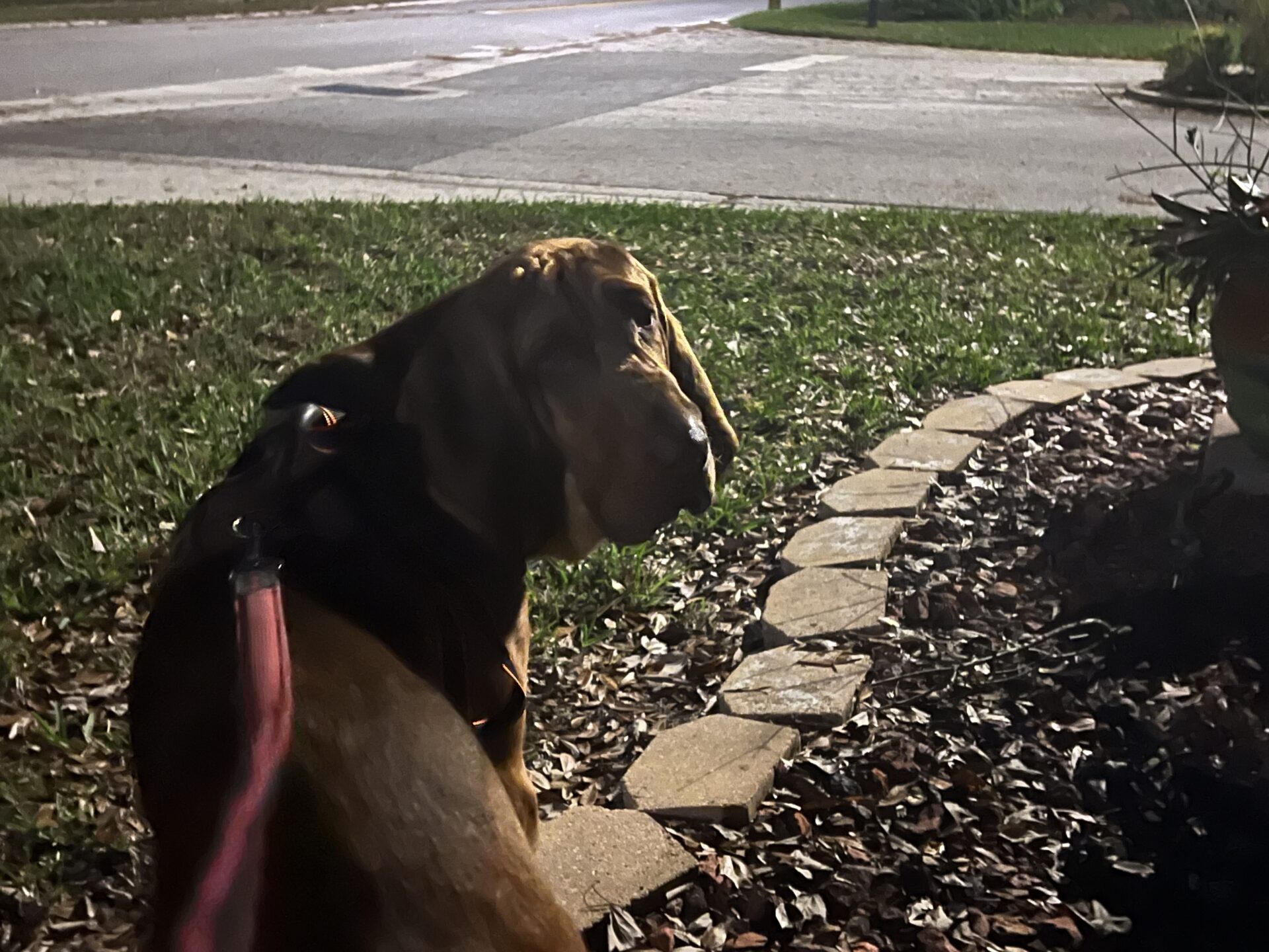 An almost one year old purebred bloodhound. He is looking back at the camera over his right shoulder. He is chocolate colored on his back, shoulders, and hips, and more of a caramel or red brown on his legs, head, and tail. 