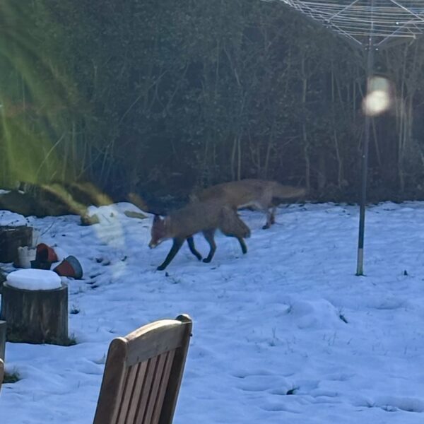 Years of the Vampire (Open Thread)