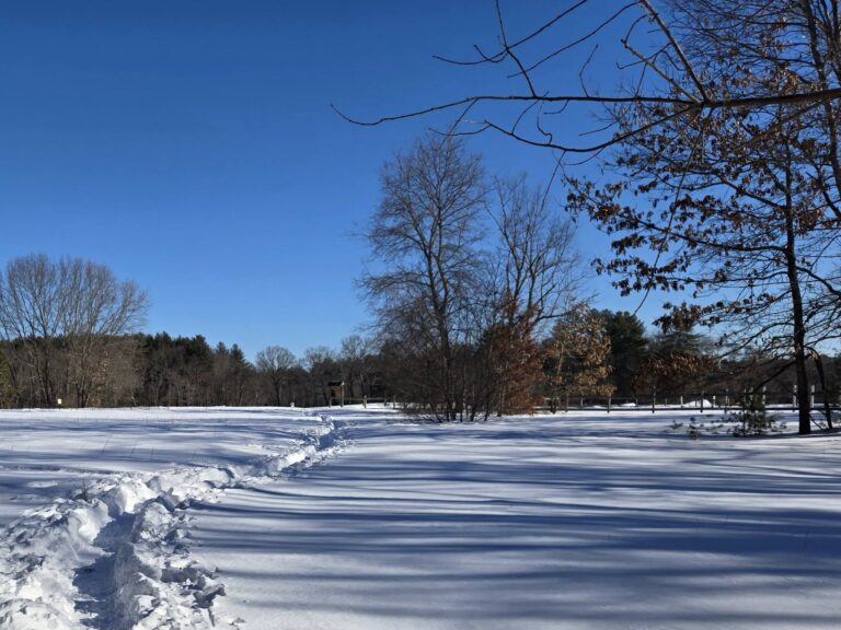 On The Road - Winter Wren - Snowy Trails in Carlisle 9