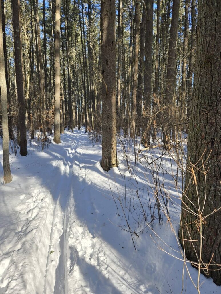 On The Road - Winter Wren - Snowy Trails in Carlisle 8
