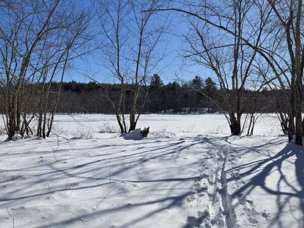 On The Road - Winter Wren - Snowy Trails in Carlisle 2