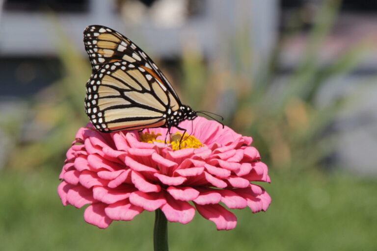 On The Road - pat - 2026 Calendar, part 2, plus eagles 9