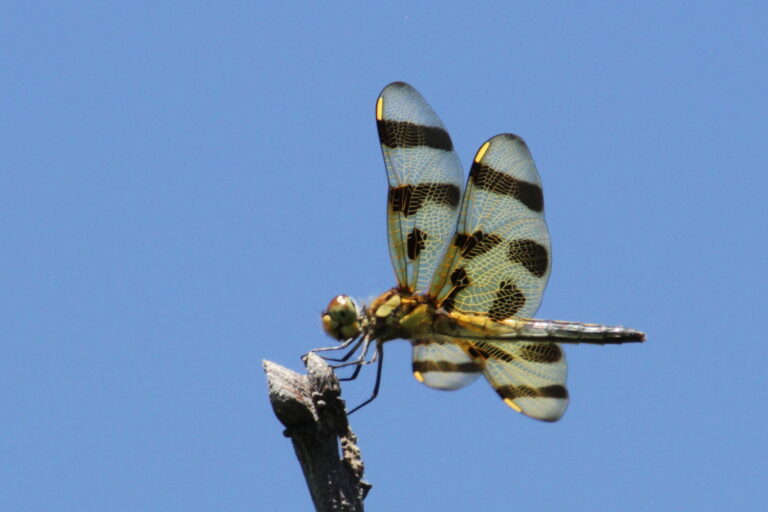 On The Road - pat - Calendar 2020 2