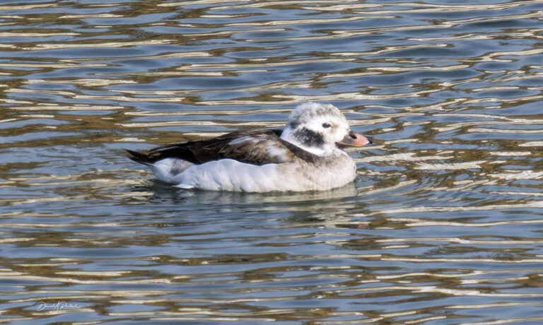 On The Road - Albatrossity - Some more fishy birds 3
