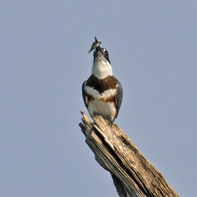 On The Road - Albatrossity - Fishy birds II 9