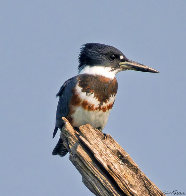 On The Road - Albatrossity - Kingfishers 9