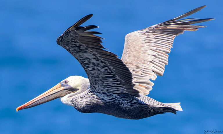 On The Road - Albatrossity - Some more fishy birds 7