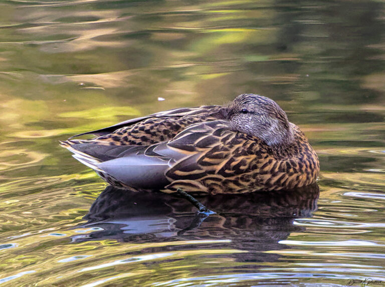 On The Road - Albatrossity - Ducks (not in a row) 8