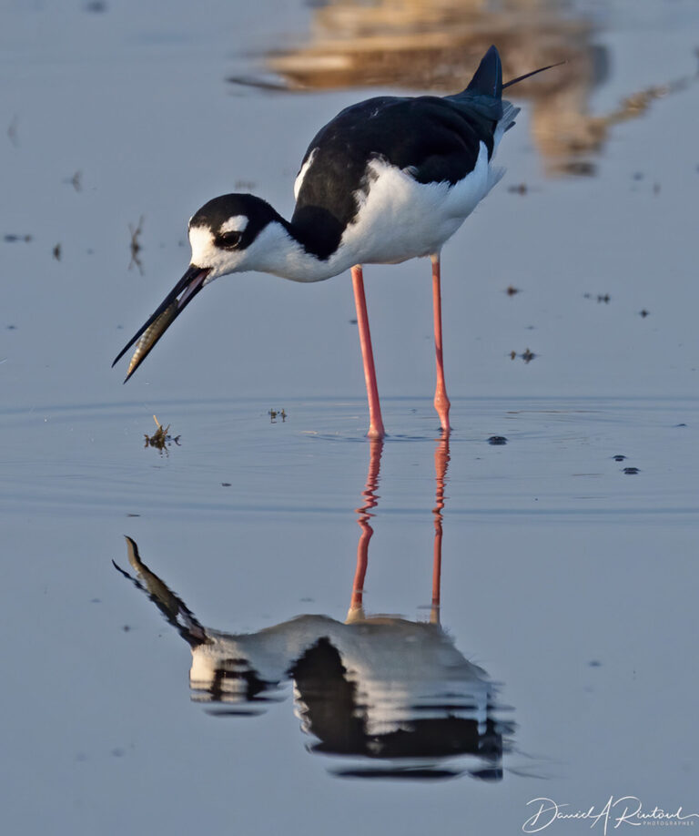 On The Road - Albatrossity - Some more fishy birds