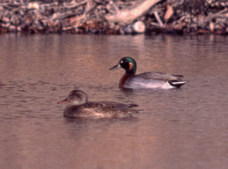 On The Road - Albatrossity - Ducks (not in a row) 5