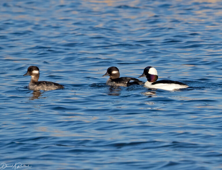 On The Road - Albatrossity - Ducks (not in a row) 2