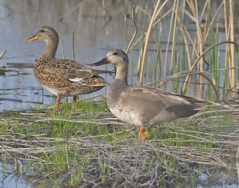 On The Road - Albatrossity - Ducks (not in a row) 6