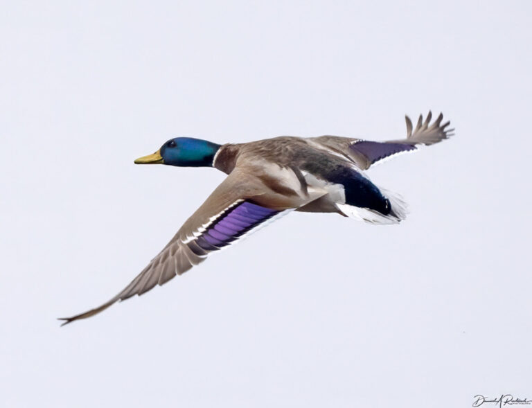 On The Road - Albatrossity - Ducks (not in a row) 10