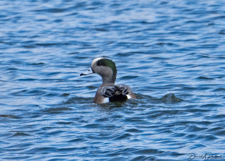 On The Road - Albatrossity - Ducks (not in a row)