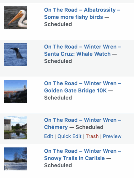 On The Road - Albatrossity - Some more fishy birds 10