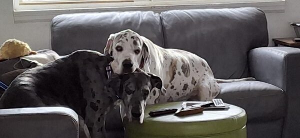 Two great danes on a couch, one resting her head on the other